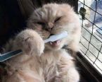 cat brushing teeth ... (Click to enlarge)