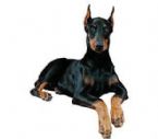 doberman pinscher ... (Click to enlarge)