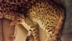 Savannah cat