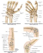 Autoimmune Diseases rheumatoid arthritis RA pain and affects which han