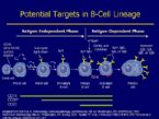 Autoimmunity Mechanisms autoimmune diseasesx Rheumatoid arthritis syno