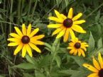 Black eyedSusan