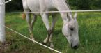 wire horse fencing