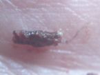 MORGELLONS 620