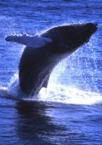 Humpback Whale breaching