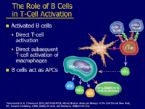 autoimmune diseasesx Rheumatoid arthritis synovial joint relation to T