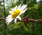 barbed daisy