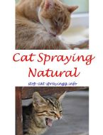 how to stop neutered cat spraying 1  ... (Click to enlarge)