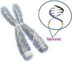 Telomeres