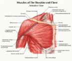 pectoral muscle diagram pectoral muscles diagram pectoral muscle diagr1 ... (Click to enlarge)