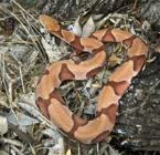 snake copperhead