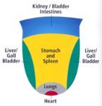 tongueChart