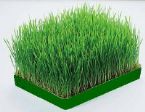 wheatgrass