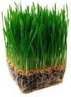 wheatgrass2