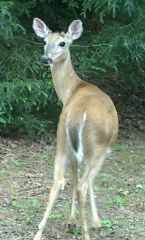 whitetailed deer