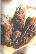 Mucoid Plaque Photo from Dr. Jensen' Bowel Management Book