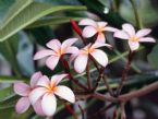 Frangipani Flowers ... (Click to enlarge)