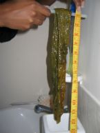 24 inches ... (Click to enlarge)