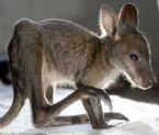 baby kangaroo 5