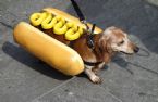 dachshund hot dog