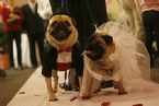 funny dogs marriage 01