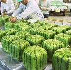 square watermelon1