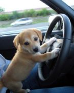 warning puppy driver ... (Click to enlarge)