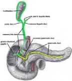 bile panc ducts