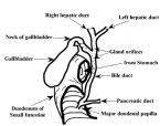 Bile ducts