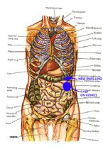 SPLEEN CYST ... (Click to enlarge)