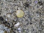 Dead Sand Dollar