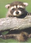 Babyraccoon