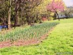 Garlic - About 1000 Cloves