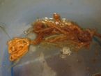 orange spagetti ropeworm