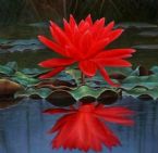 Red Lotus