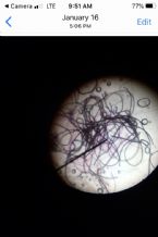 Microscopic shot of my fibers