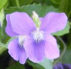 Single devonviolet thumbnail11 ... (Click to enlarge)