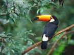 Toco Toucan