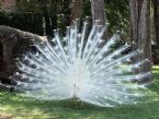 albinopeacock 1