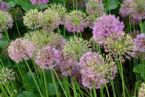 allium