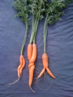 carrots