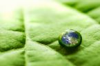 iStock 000007595051Small earth and leaf ... (Click to enlarge)