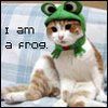 kitty frog avatar