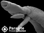 parasite power cleanse