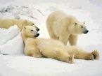 Relaxed Polar Bear