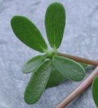 purslane 1a