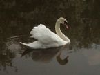 Mute Swan