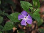 Vinca