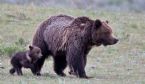 bear grizzly ys cub tamjimstewart 680 1