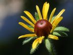 black eyed susan